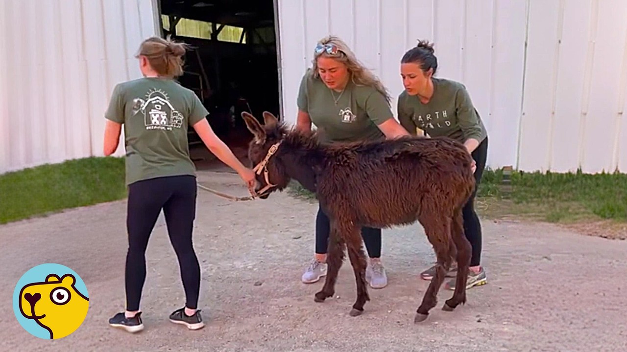 Gentle Donkey Escaped From Slaughterhouse