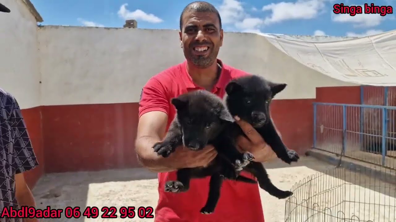 زيارة مفاجأة 😱المزرعة عبد القادر 🏆حد سوالم مع احسن انواع الكلاب الحراسة وشراس ومالنيو شاربون الخيال🏅