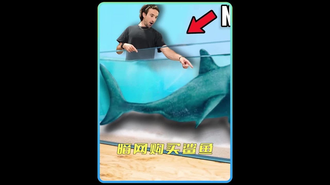 从神秘店铺购买深海鲨鱼，实在是太疯狂了！
