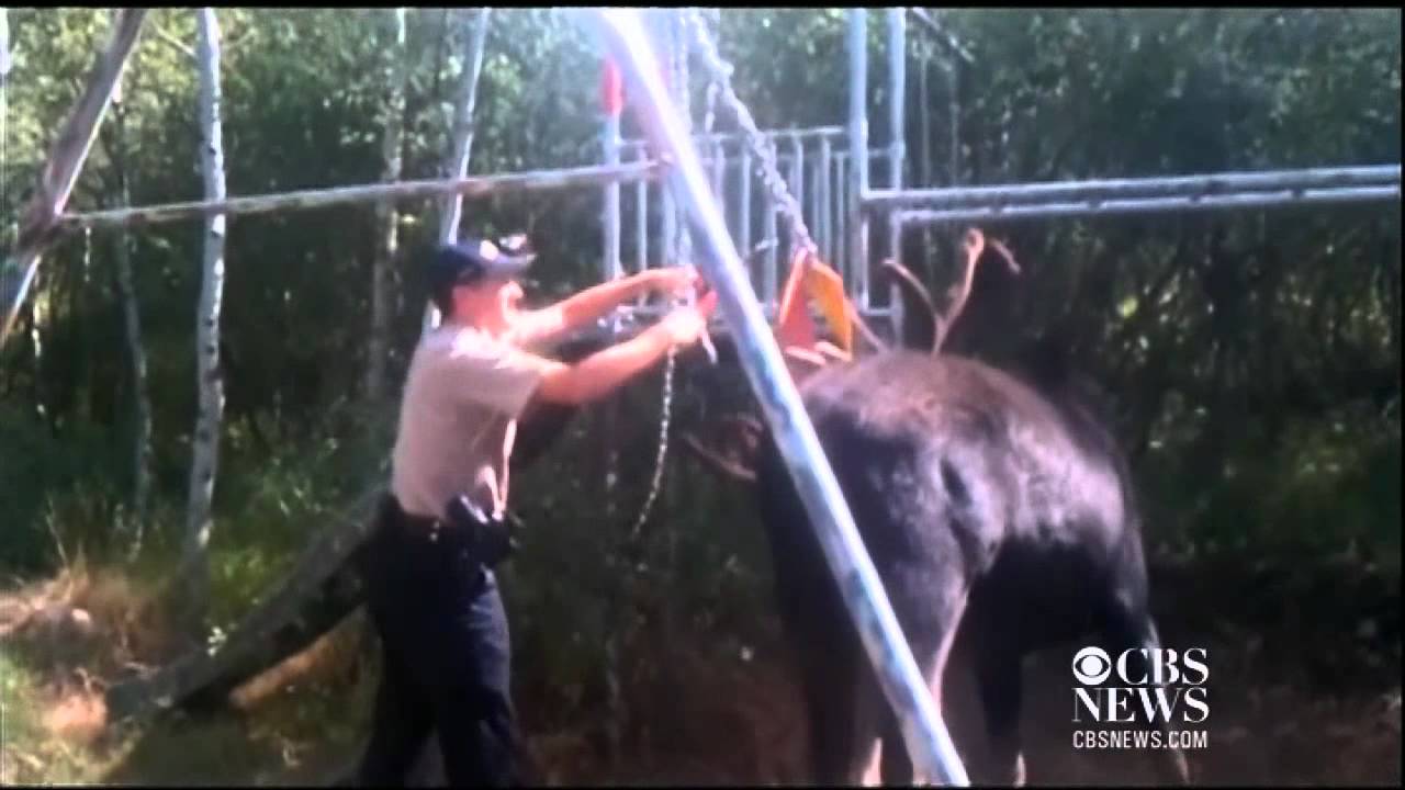 Rescue: Moose stuck in a swing set