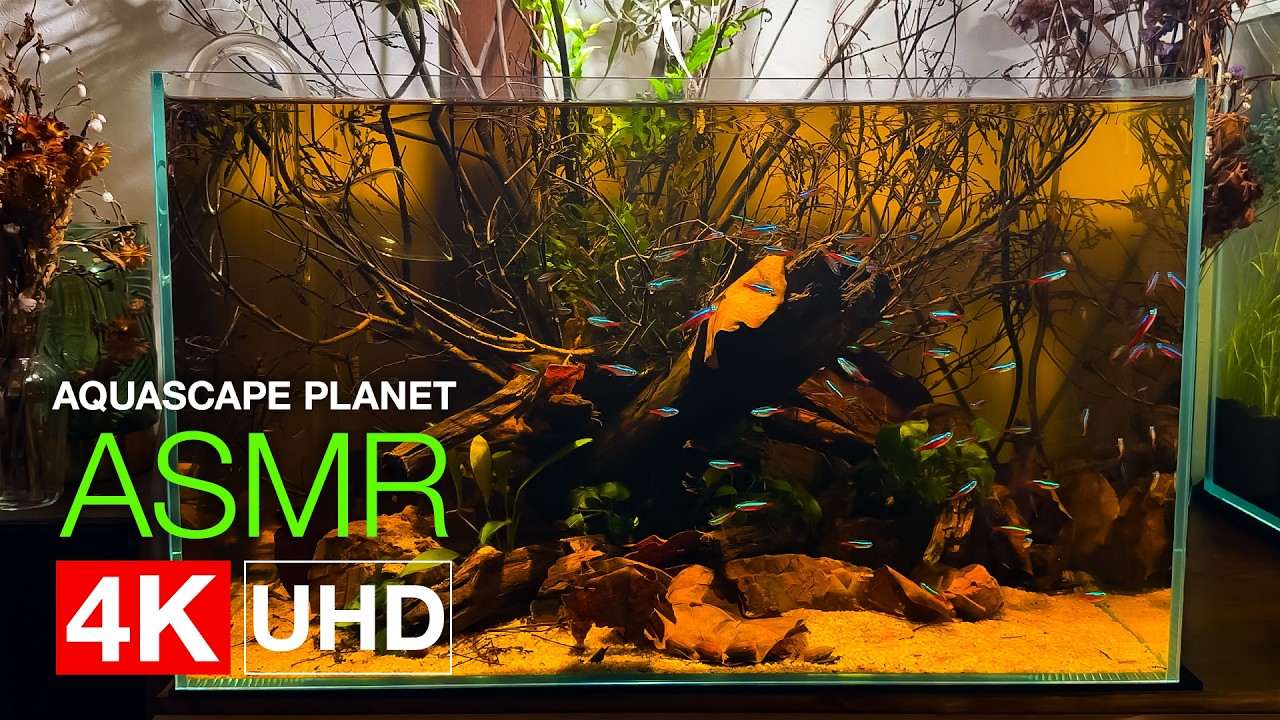 【ASMR】Искусство Blackwater: Установка аквариума 60 см Low Tech (Без CO2) 4K UHD