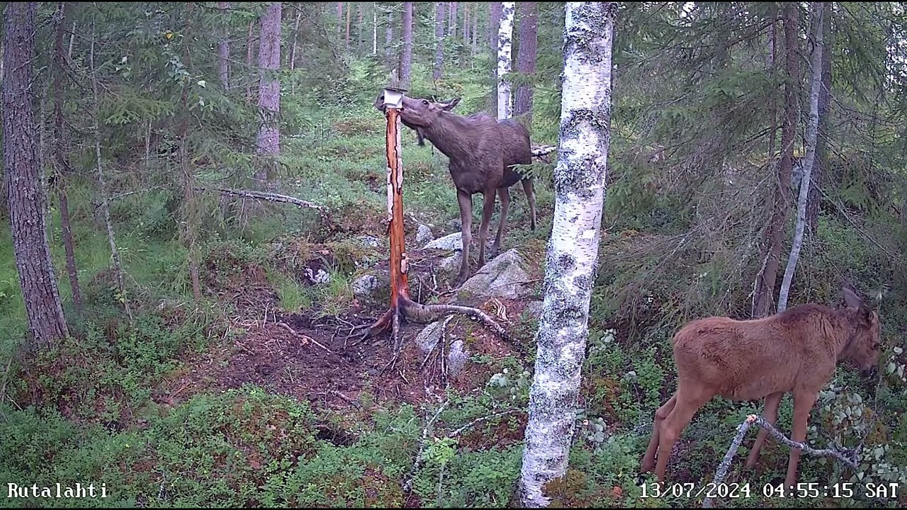 Riistakameran kuvaa