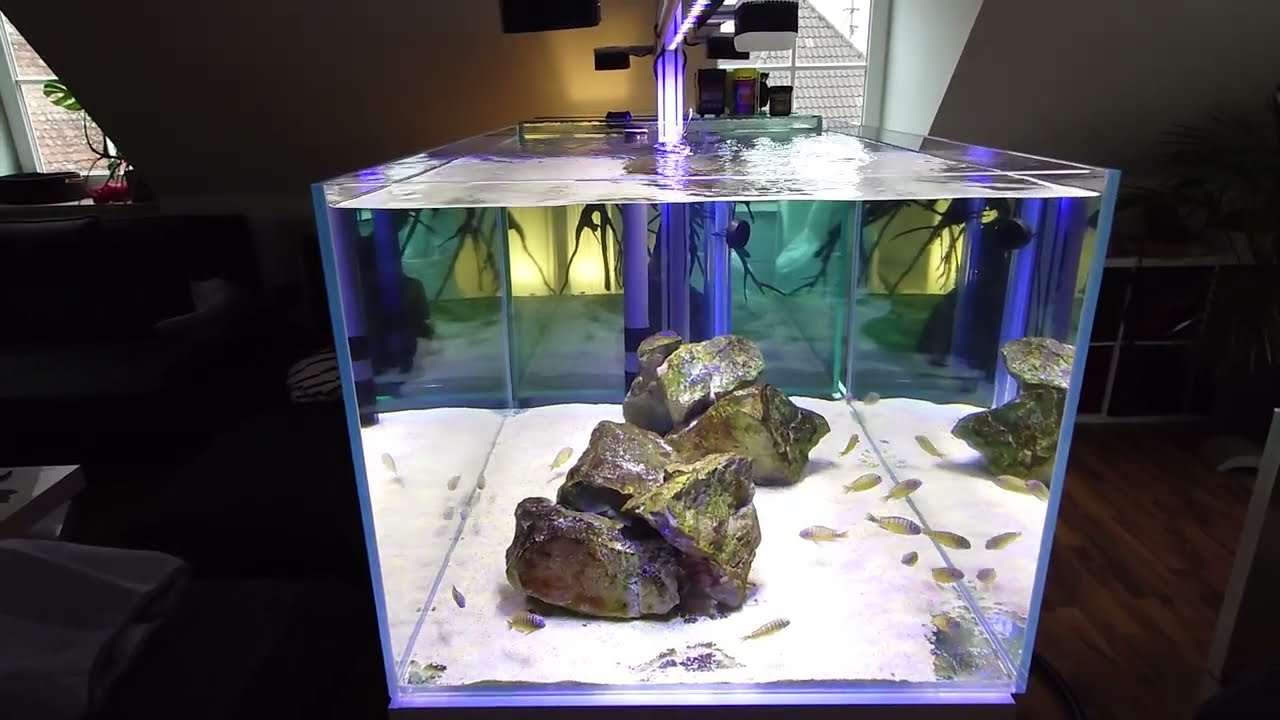 Tropheus aquarium water change and filter system roll paper moving bed K1 micro cartridges UV ozone