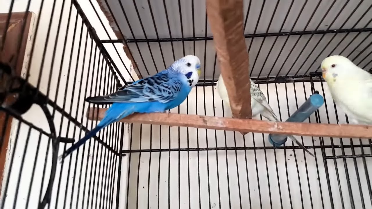 King Size Fellow Crested Budgies Birds Setup Visit