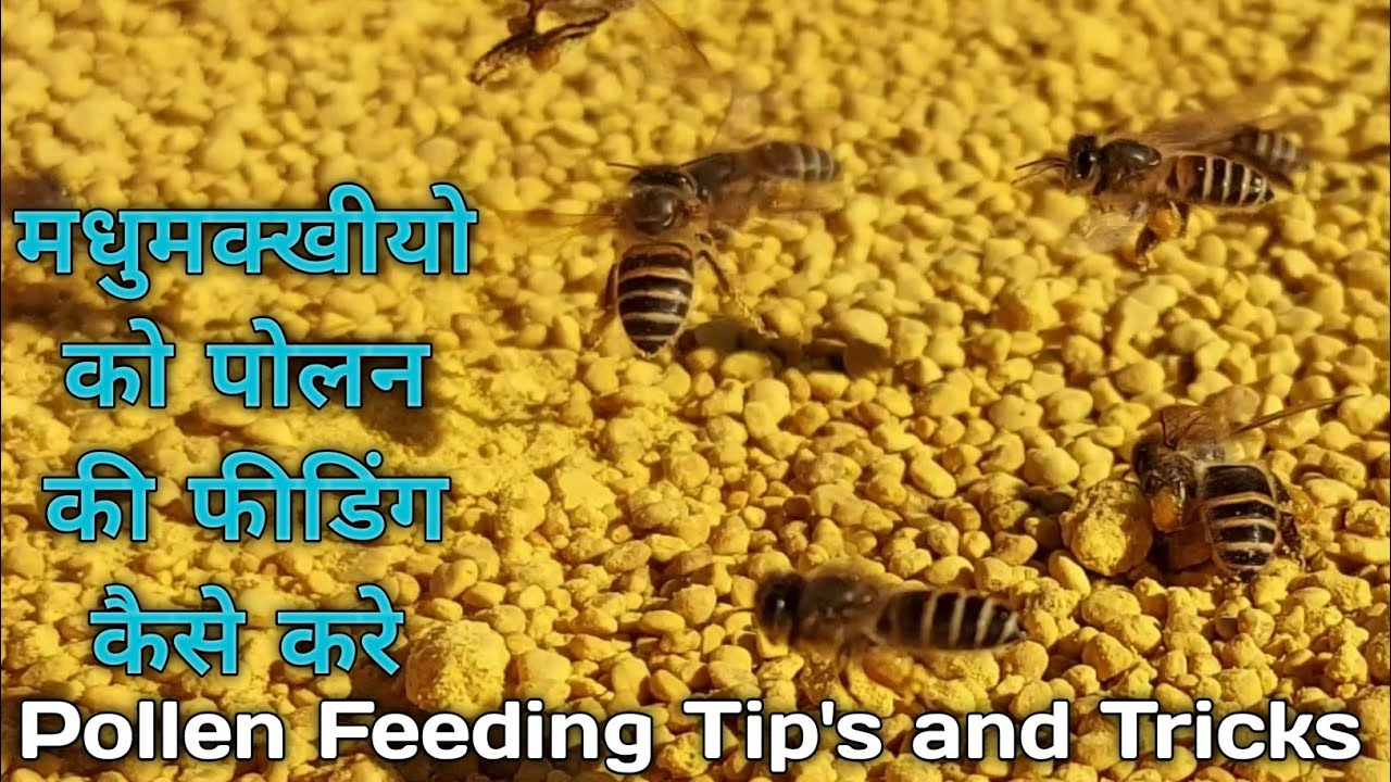 मधुमक्खियों को पोलन की फीडिंग करवाने का सही तरीका सीखें !!! how to open pollens feeding for bees