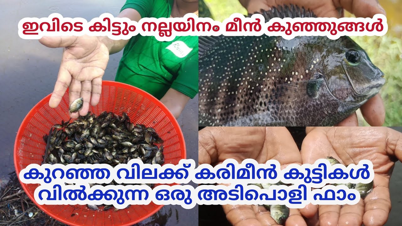കരിമീൻ വളർത്തൽ |Edible fish farming in Kerala| കരിമീൻ കുഞ്ഞുങ്ങൾ ഏറ്റവും കുറഞ്ഞ വിലയിൽ