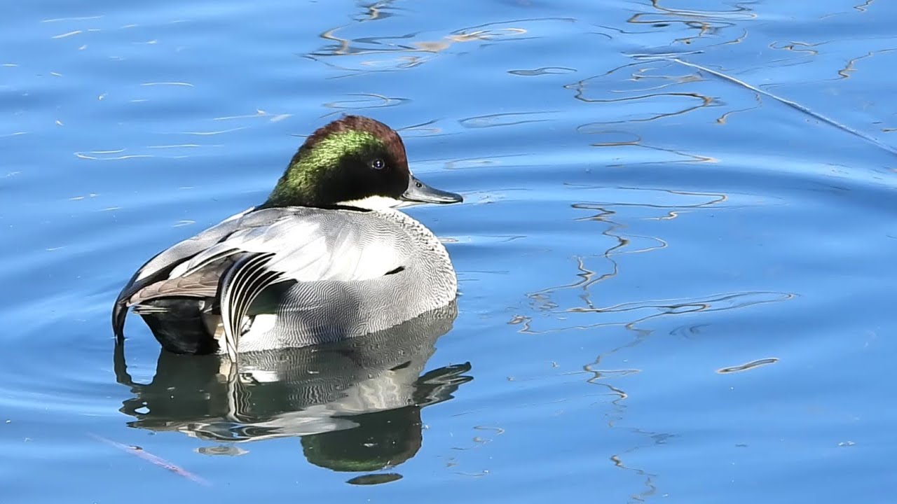 A Lively Flock of Falcated Ducks in Action