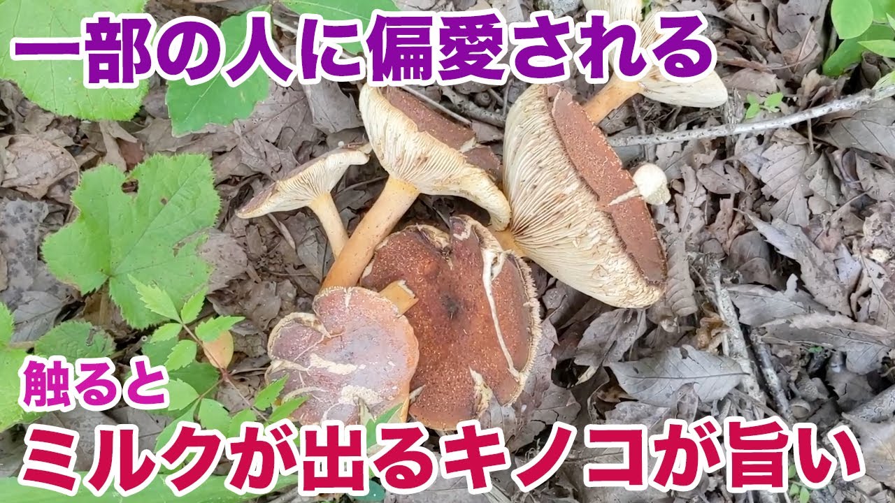 一部の人に偏愛される、触るとミルクが出るキノコが旨い
