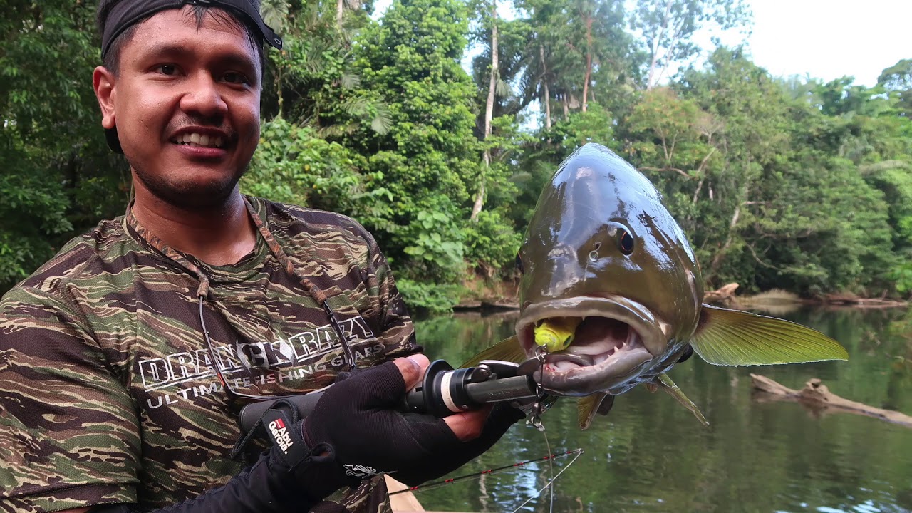 Papuan black bass and spot tail bass fishing-gypsy angling