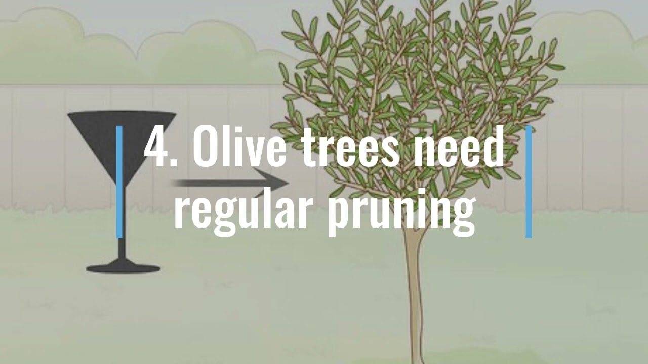 Fascinating facts about olive trees