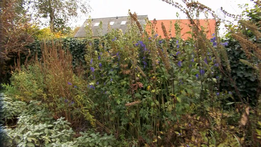Wat doe je met al dat afgevallen blad in de herfst - Groei & Bloei