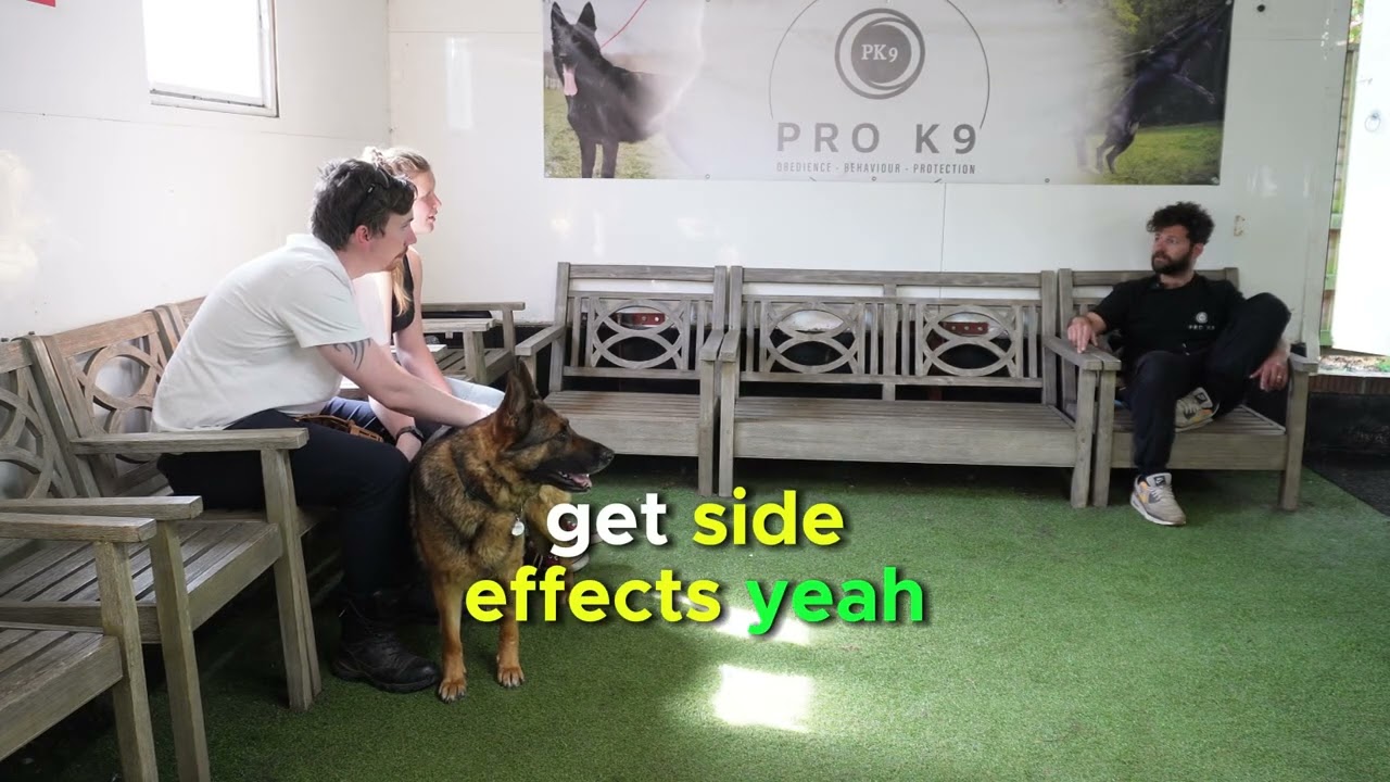 German Shepherd nearly Killed another dog £4k Fix