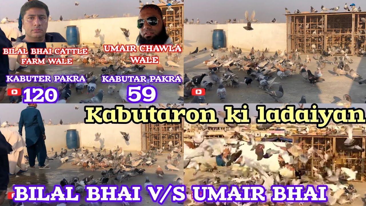 Bilal Bhai cattle farm V/S Umair chawal wa | gola kabootaron k ladaiyan | Gola Kabootar | gola cages