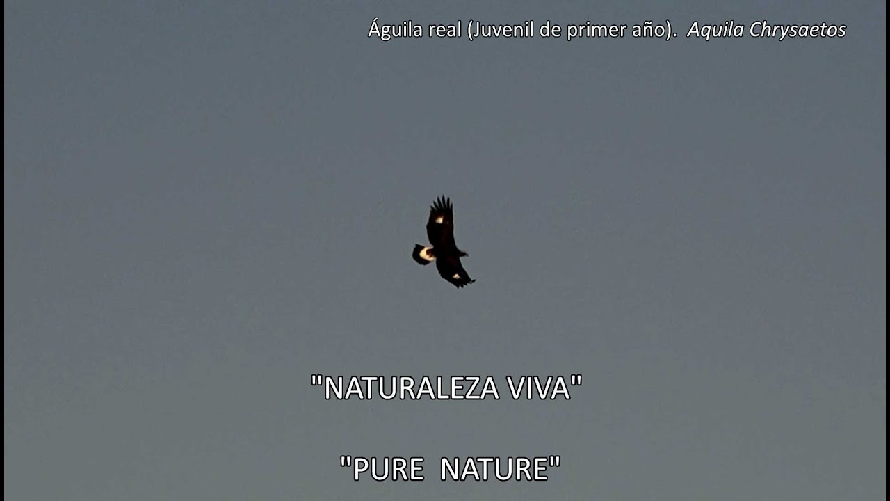 NATURALEZA VIVA // PURE NATURE