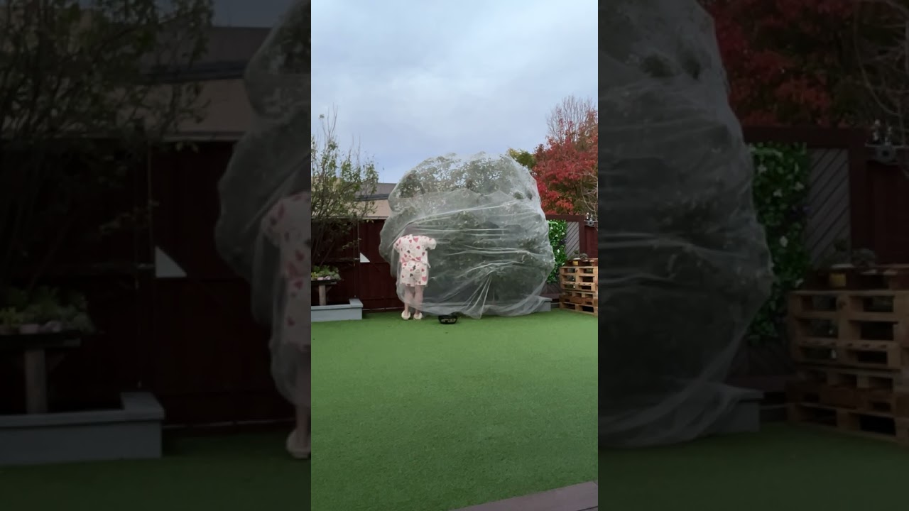 Apple Picking in my Backyard.