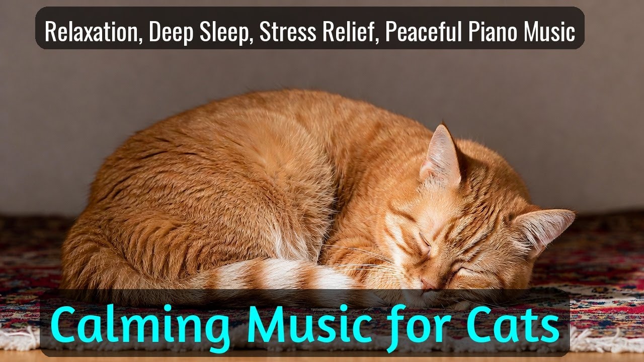 LIVE 🌙 Rainy Evening Music for Cozy Cats 🌧️ | Season 21