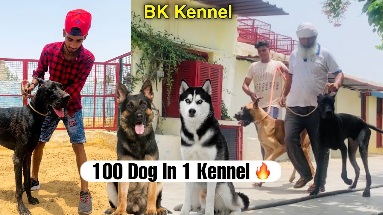 100 Dogs in 1 Kennel | Pitbull Greatdane German shepherd | cheapest dog market