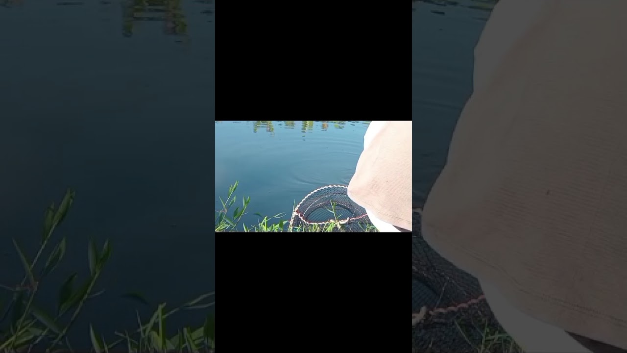 Pescaria de tilapia a melhor massa pra pesqueiro 