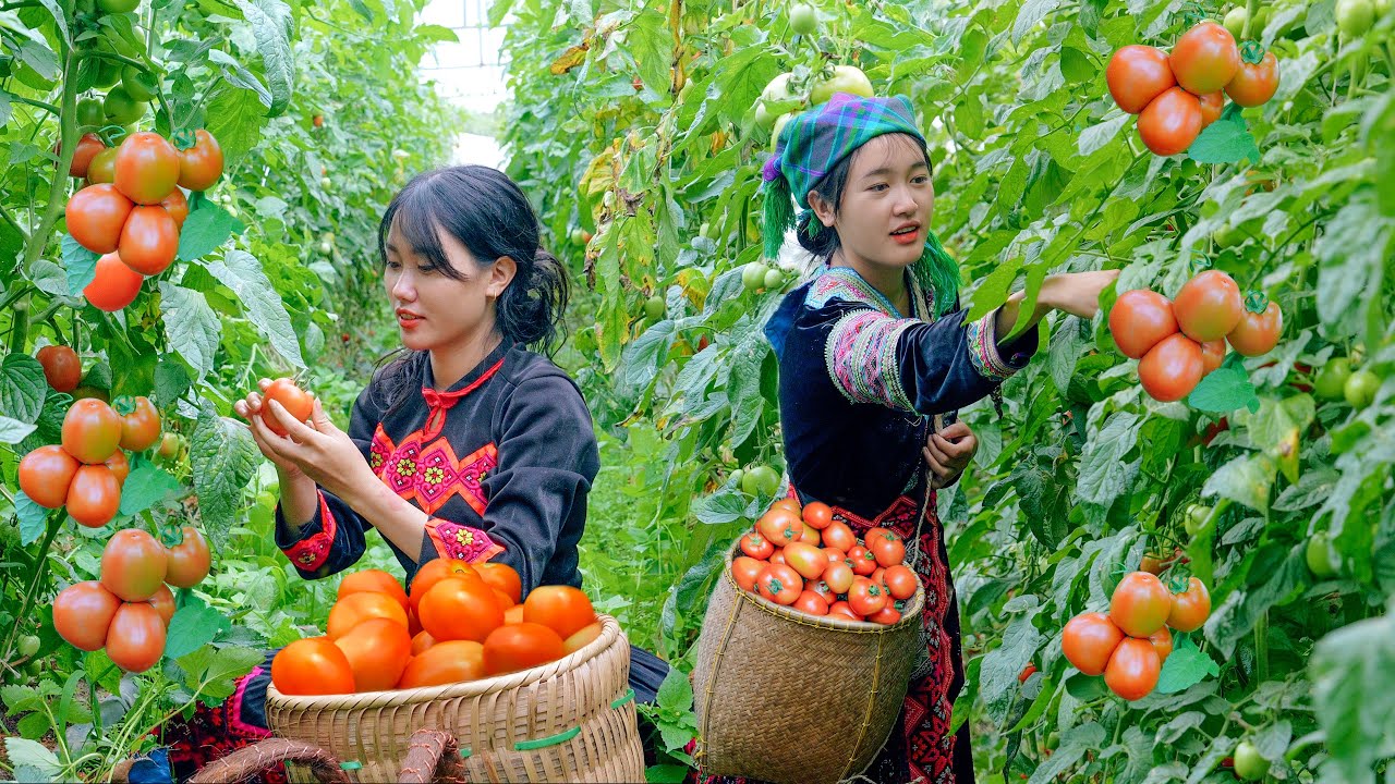 Harvesting tomatoes from the garden to sell at the market - gardening - everyday life - Bếp Trên Bản
