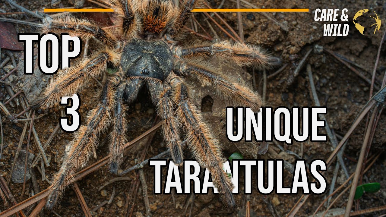 Unique Top 3 Wild Tarantulas - Tarantula Hunting Around The World