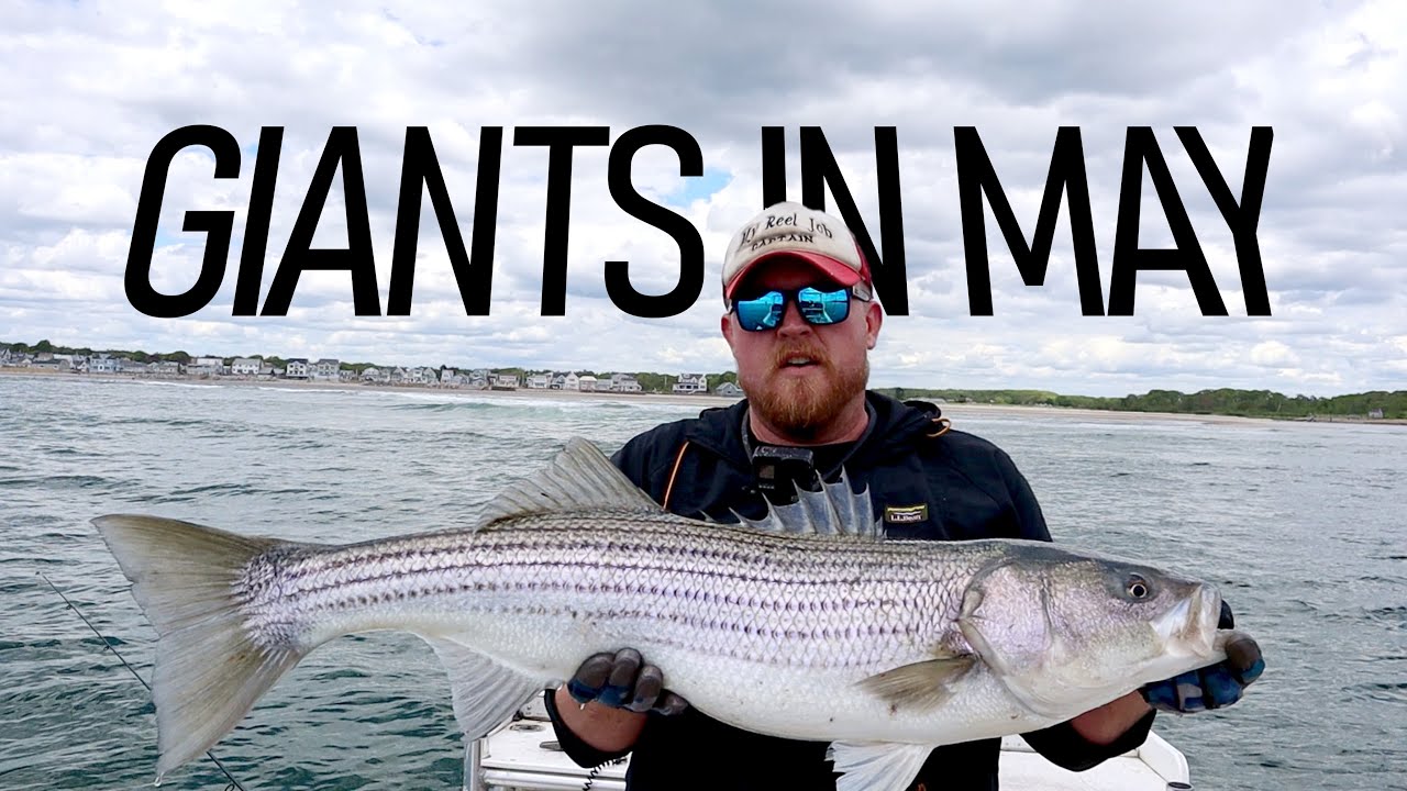 GIANT STRIPERS IN MAY, The big Striped Bass came to Maine early this year.