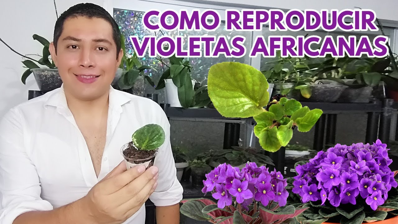 como reproducir mis  violetas africanas chuyito jardinero