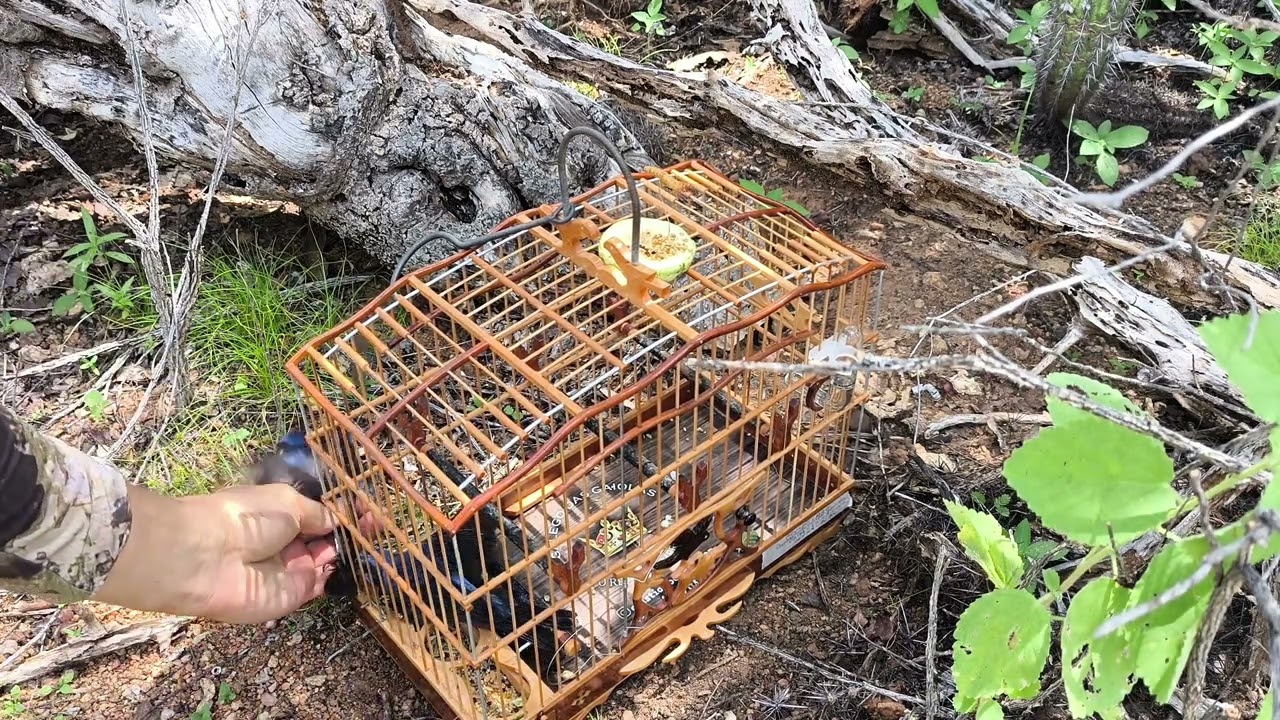 𝙰𝚣𝚞𝚕𝚊̃𝚘 𝙲𝙿𝙰𝙲 👨‍✈️