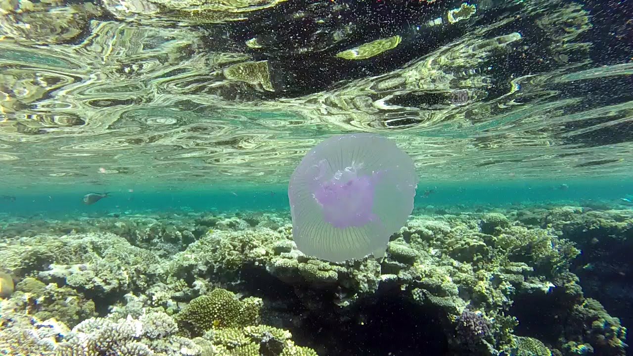 MEDUSE DEL MAR ROSSO |HD|