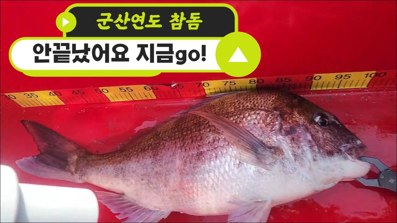자다가도 잡는 군산 연도 참돔!! // 누구나 잡는 군산 연도 참돔!! // 아직 안끝났습니다.