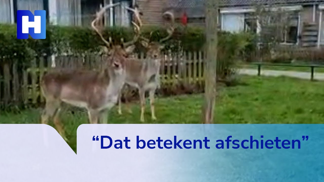 Dit moet je zien: damherten gewoon in je achtertuin in IJmuiden