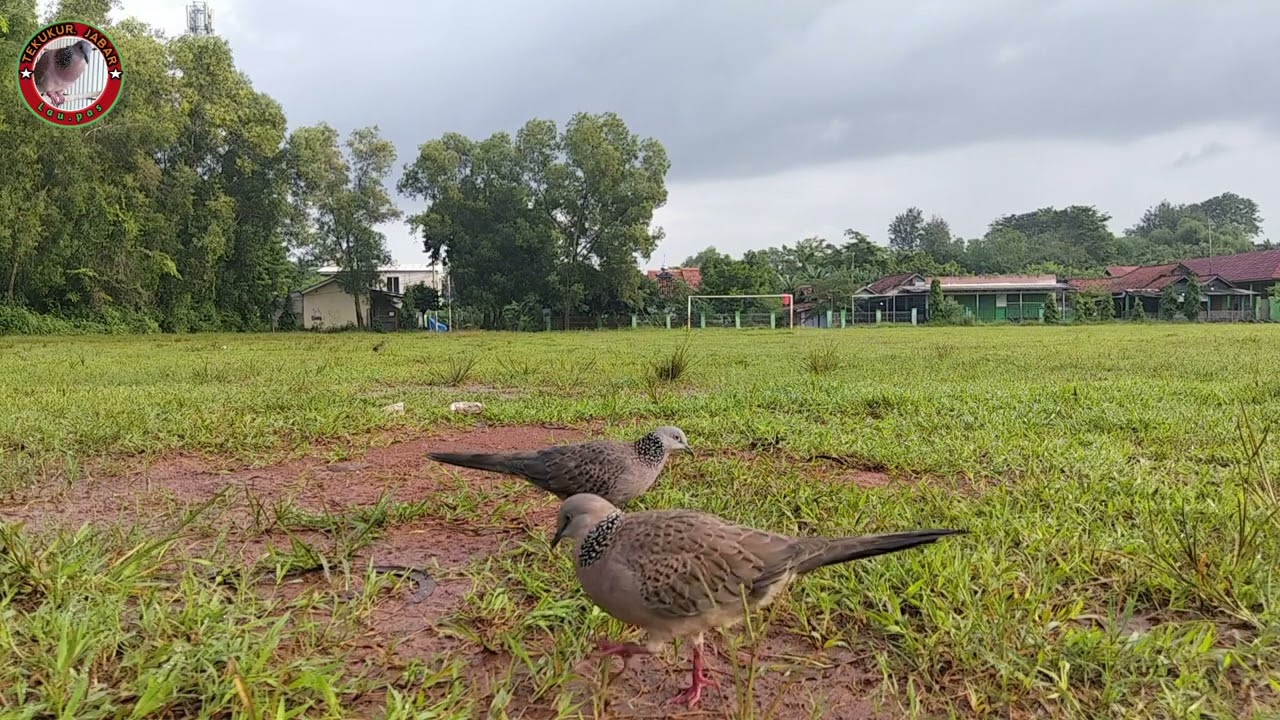 Target guk 1,ada tali dikakinya.