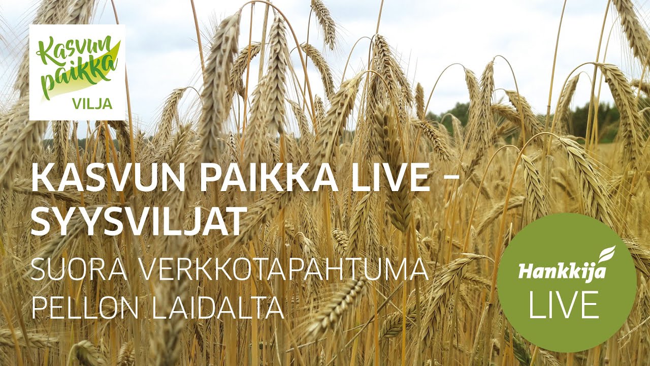 Kasvun paikka LIVE | Syysviljat