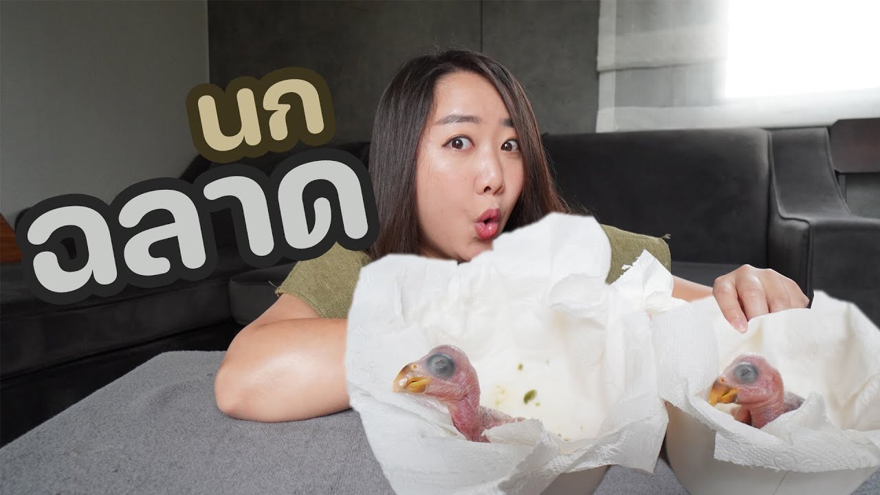 นกแก้วฉลาด!! Ep.319