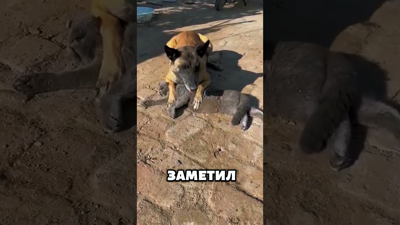 The dog didn't accept the cat's death 💔