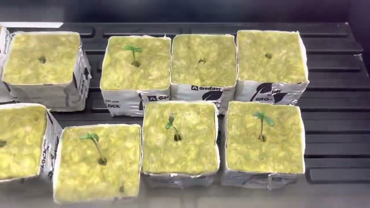 Germinating in rockwool - Skywalker feminized and Gelato Autoflower