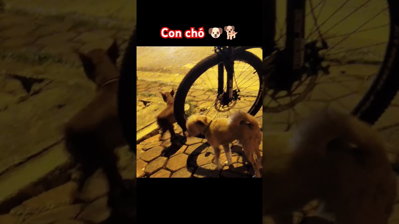nhìn mấy con 🐕🐶 đáng yêu 