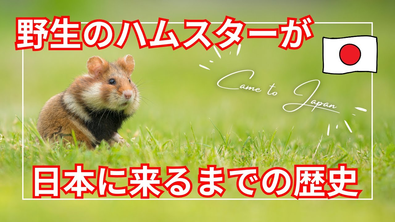 野生だったハムスターが日本に来るまでの歴史