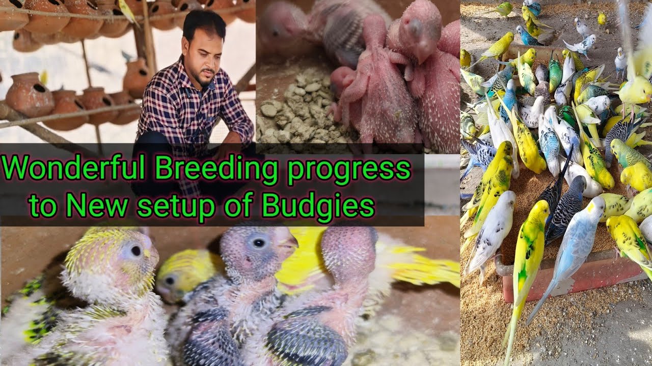 Breeding progress of new set up of Budgies// Budgies के नए सेट अप की प्रजनन प्रगति