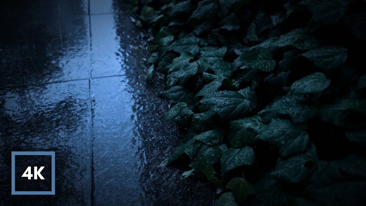 GENTLE RAIN to Sleep FAST. Rain on Leaves & Path to Relax, Study, Reduce Stress. 12 Hours