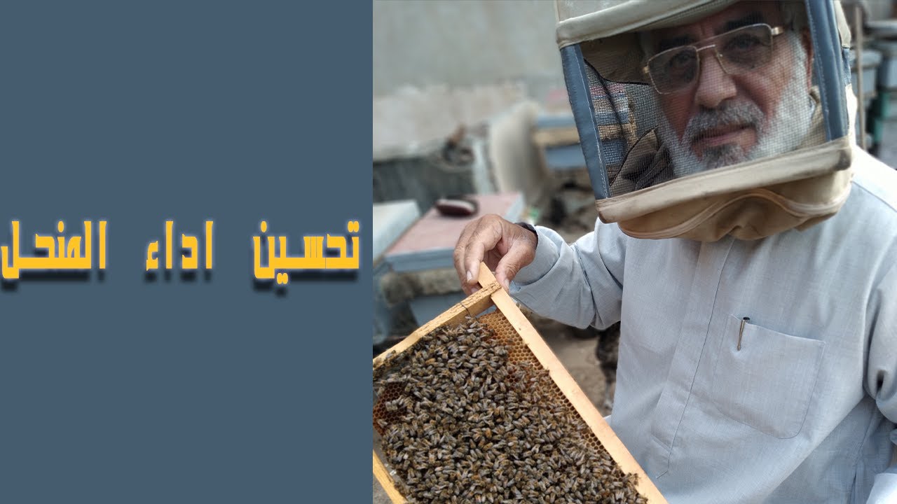 🐝: آخر ديسمبر وتقوية المنحل خلال أسبوع واحد