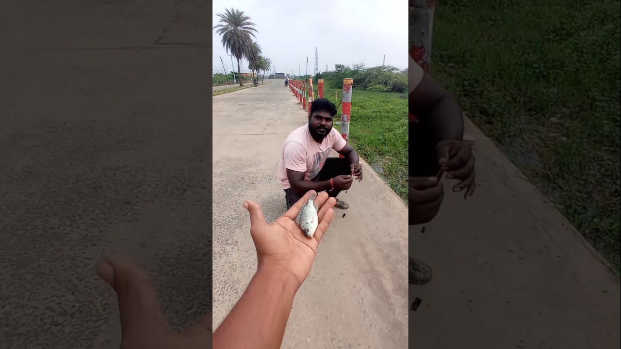 Man Catching Murrel Fish with Live Fish Bait #fishing #fishingvideos #thoondilulagam #lakefishing