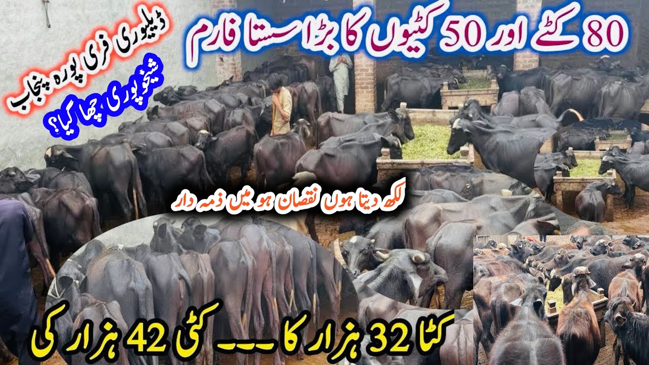 Really Top Katta and Katti Farming in Pakistan 2026 | Dairy Farming Business ideas | Cattle Farming