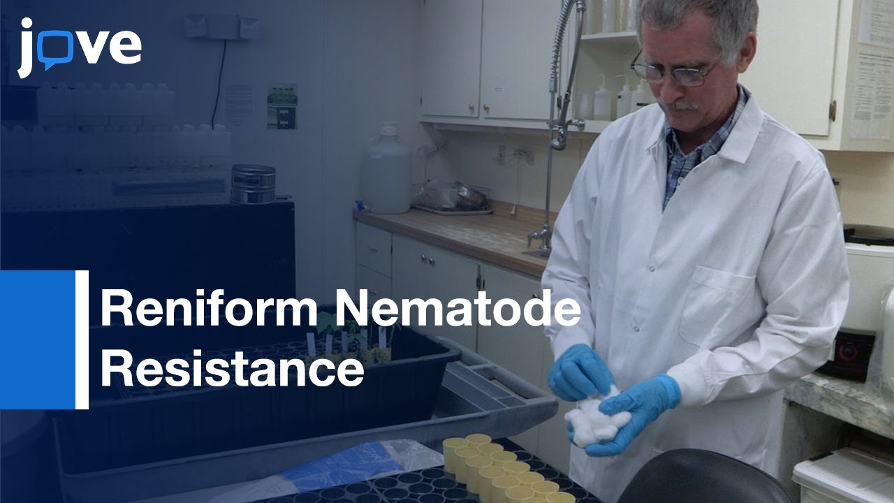 Cotton Genotypes Screening for Reniform Nematode Resistance | Protocol Preview