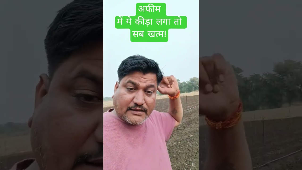 अफीम की फसल में ये सफेद कीड़ा लगा, तो सब खत्म! #AfimFarming #KhetiBadi #PestControl #AgritechGuruji