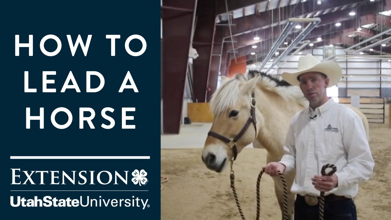 How to Lead a Horse