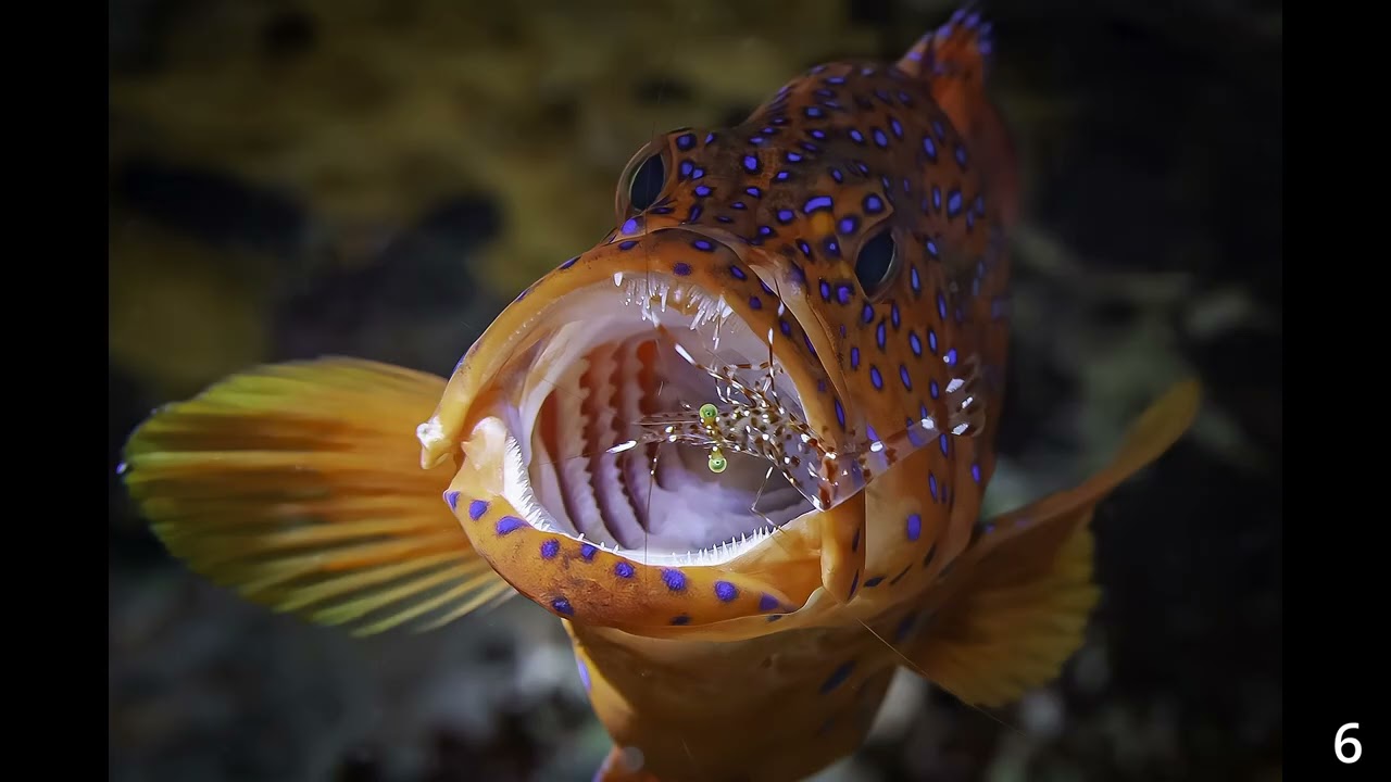 Photo Contest Slideshow 2026 - 2 February