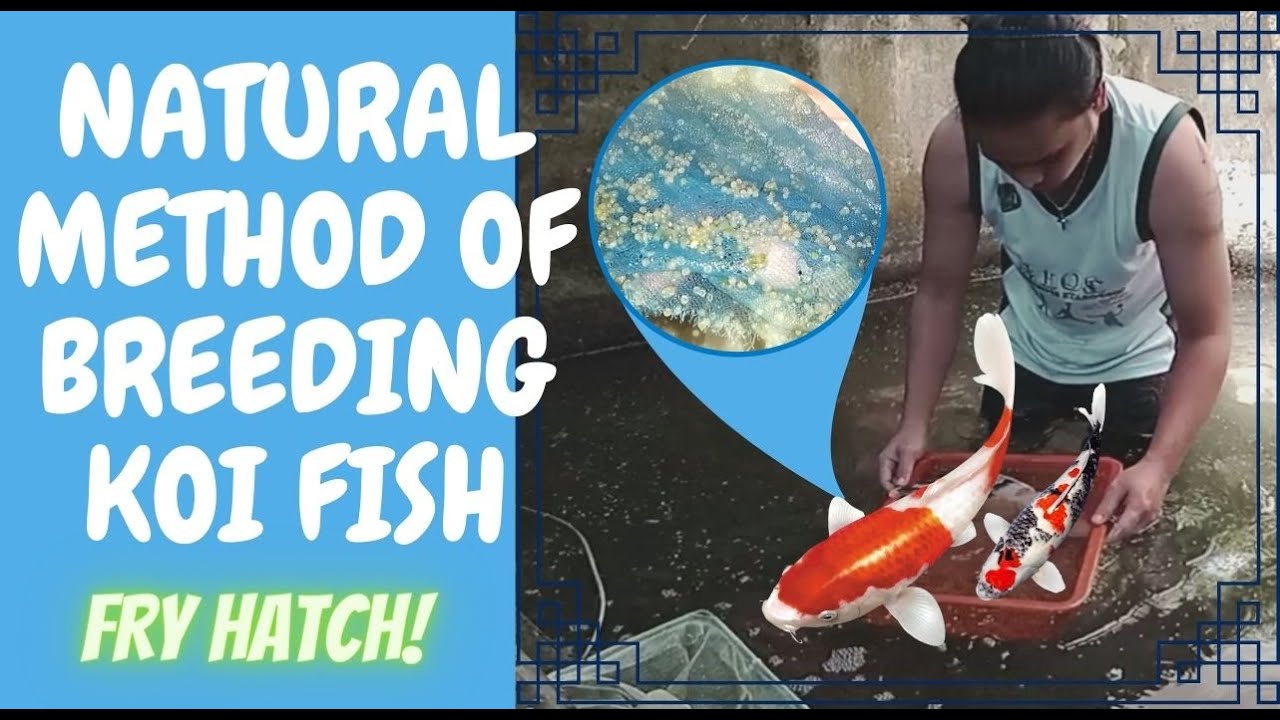 NATURAL METHOD OF BREEDING KOI FISH | FRY HATCH