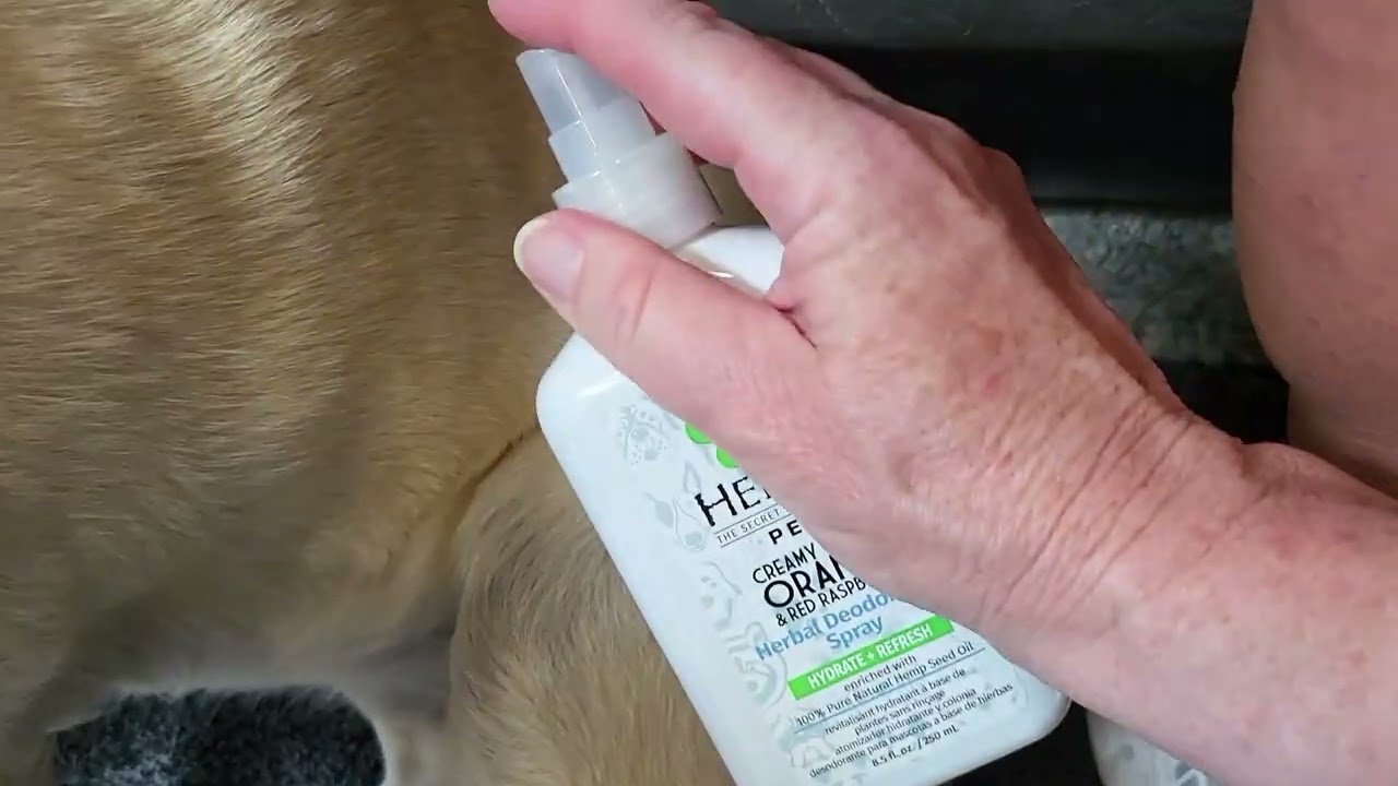 How To Keep Your Dog From Smelling Bad Like Dirty Dog