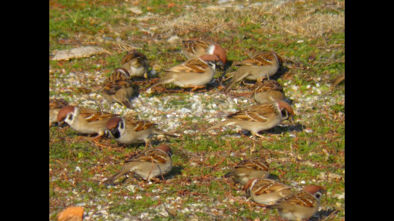 Vrabii de camp - Passer montanus, Tree Sparrows