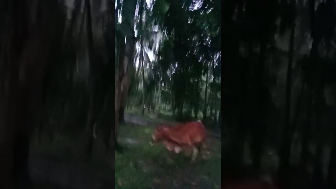 Manigway tasa baka